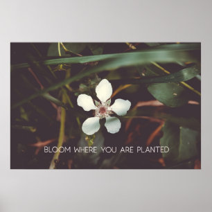 Póster Bloom Donde te plantan
