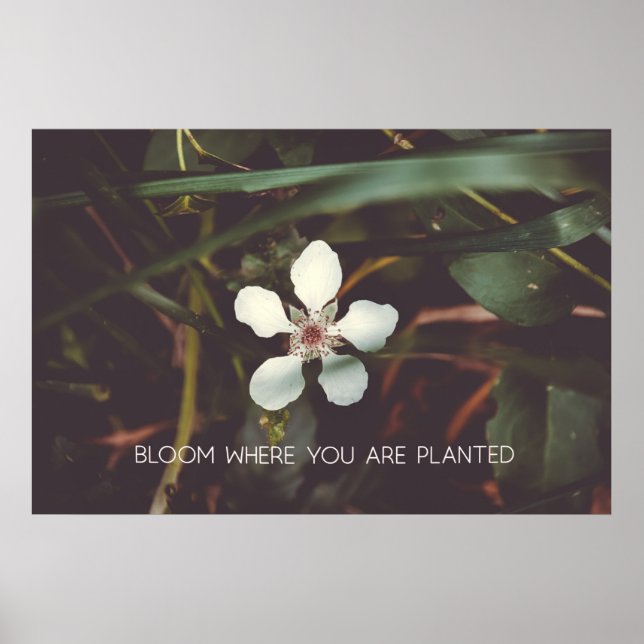 Póster Bloom Donde te plantan (Frente)