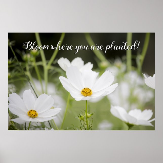 Póster Bloom donde te plantan foto floral blanca (Frente)
