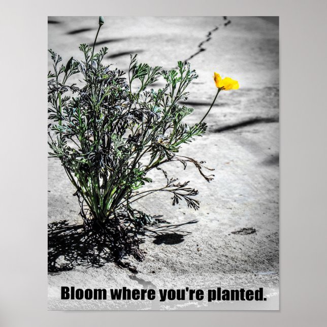 Póster Bloom donde te plantan Poster motivacional (Frente)