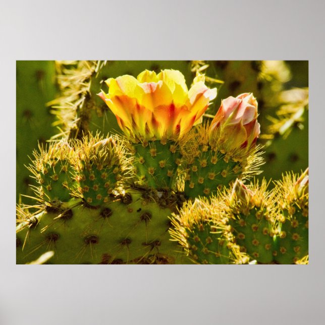 Póster Bloom dorado (Frente)