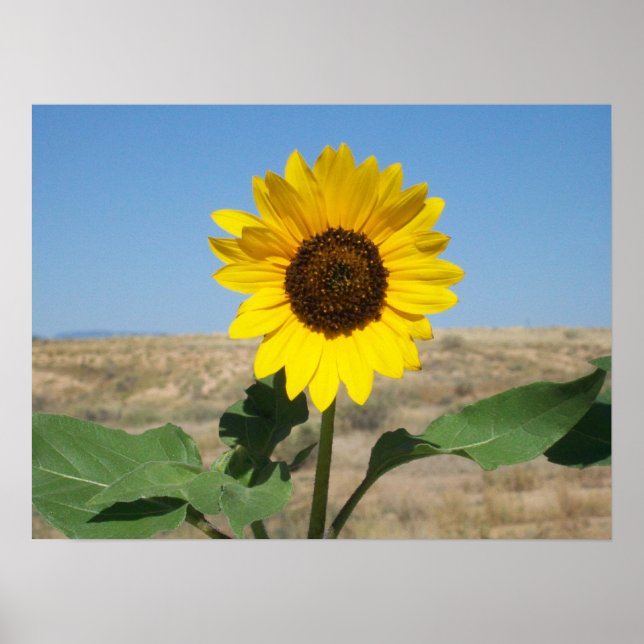 Póster Bloom Where You are Planted - Prairie Flower Print (Frente)