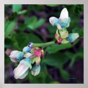 Póster Blooming Blueberries