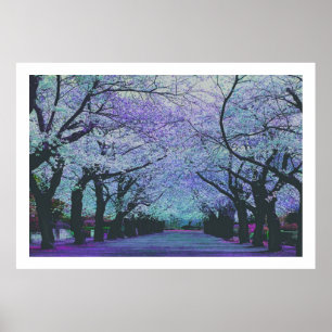 Póster Blooming Cherry Blossoms Tokyo, Japan