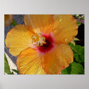 Póster Blooming Hibiscus Framed Print