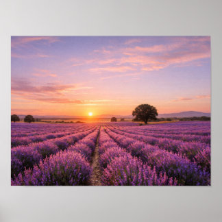 Póster Blooming Lavender Field at Golden Sunset Provence