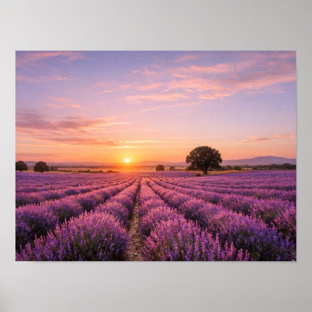 Póster Blooming Lavender Field at Golden Sunset Provence  (Frente)