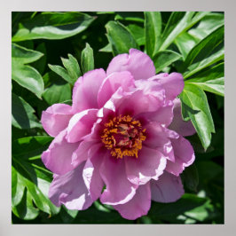 Póster Blooming Peony