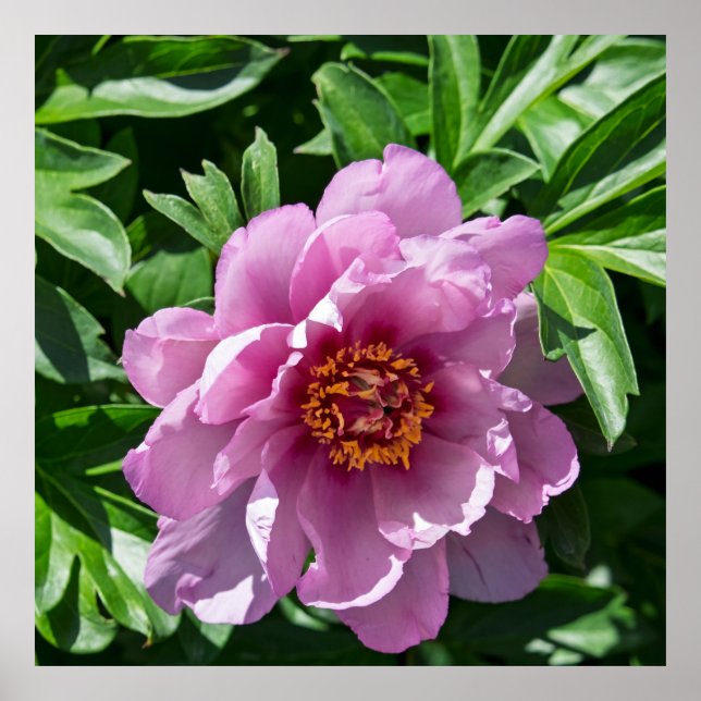 Póster Blooming Peony (Frente)