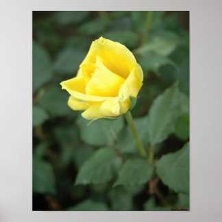 Póster Blooming Yellow Rose