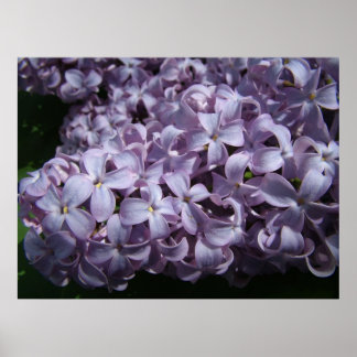 Póster Blooms Lilac grandes