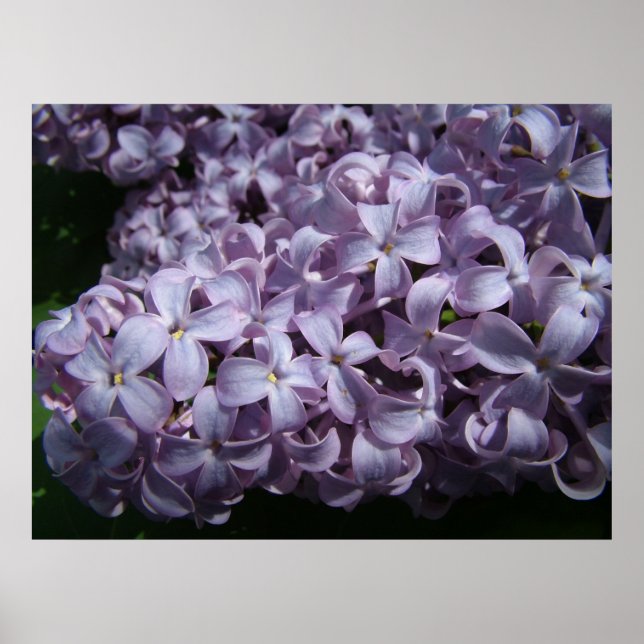 Póster Blooms Lilac grandes (Frente)