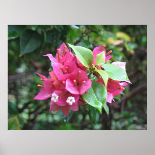 Póster Blooms Poster