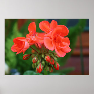 Póster Blooms y Buds
