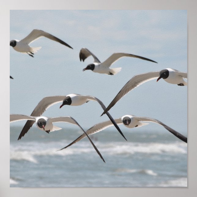 Póster Bloque de gaviotas de playa volando cerca del océa (Frente)