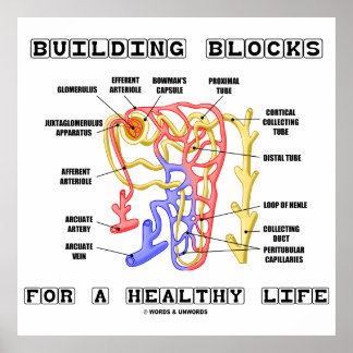 Póster Bloques De Construcción Para Un Nefrón De Riñones