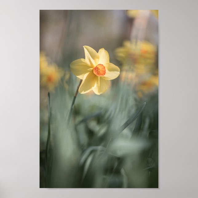 Póster Blossom amarillo Foto natural de Daffodil (Frente)
