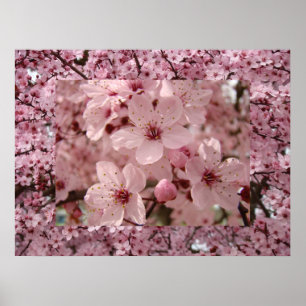 Póster Blossom Art Pink Spring Tree Blossoms
