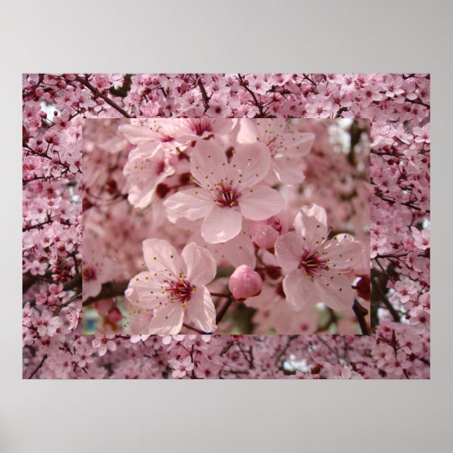 Póster Blossom Art Pink Spring Tree Blossoms (Frente)
