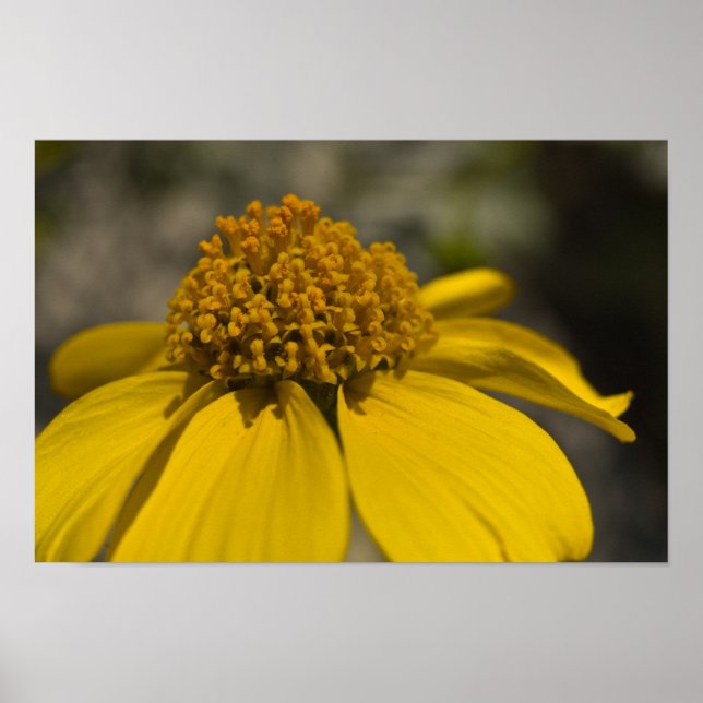 Póster Blossom de Brittlebroche del Desierto (Frente)