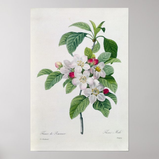 Póster Blossom, de 'Les Choix des Plus Belles (Frente)