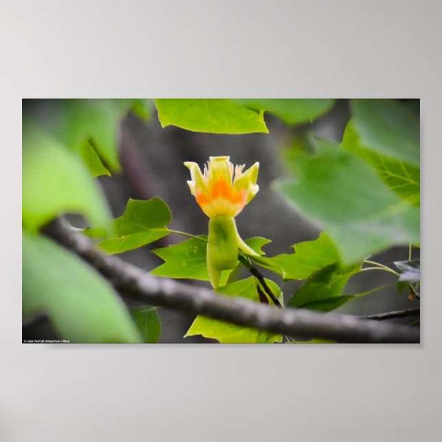 Póster Blossom de Tulip Poplar, (Frente)