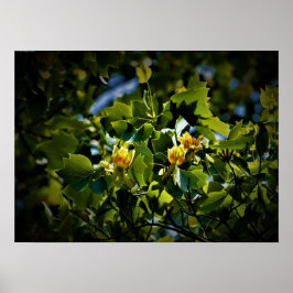 Póster Blossom de Tulip Poplar,