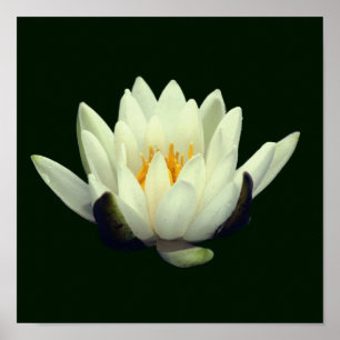Póster Blossom de un solo Lotus