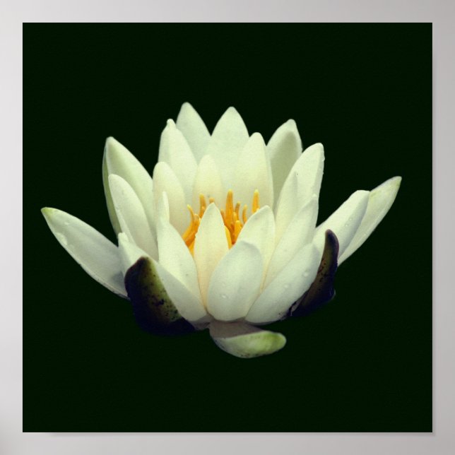 Póster Blossom de un solo Lotus (Frente)