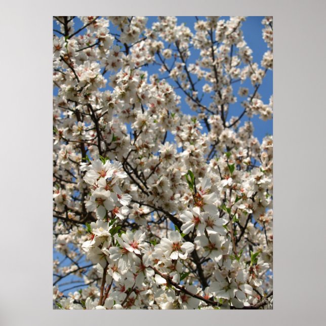 Póster blossoms (Frente)