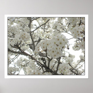 Póster blossoms1 Poster