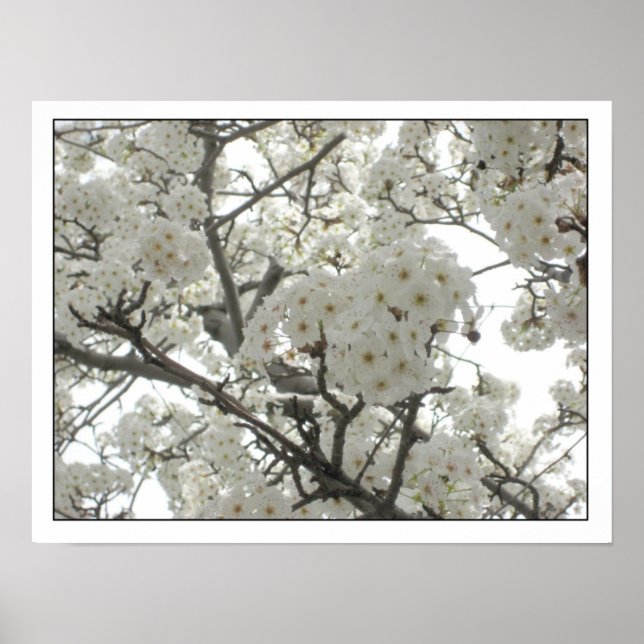 Póster blossoms1 Poster (Frente)