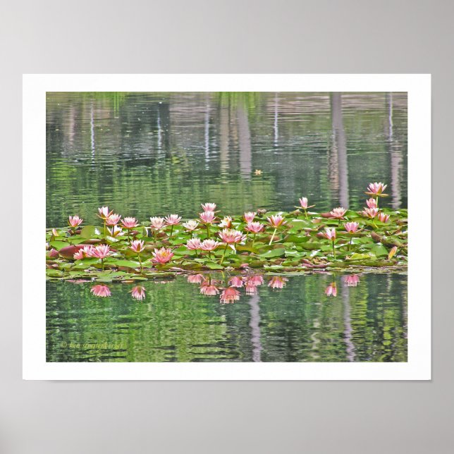 PÓSTER "BLOSSOMS Y REFLEXIONES DE LOTUS ROSA EN ESTANCIA" (Frente)