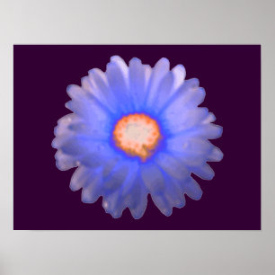 Póster Blue and Red Marigold Poster