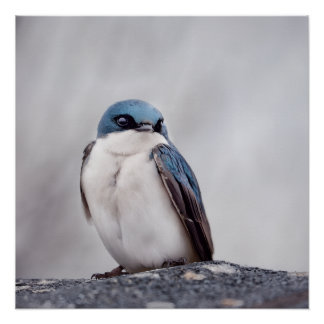 Póster Blue Bird