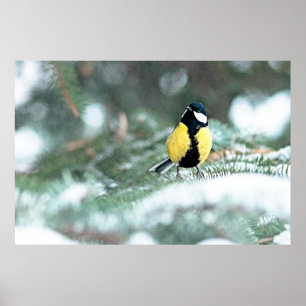Póster Blue Chickadee On Green Spruce Tree