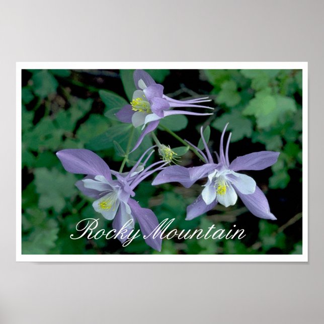 Póster Blue Columbine, Parque Nacional de las Montañas Ro (Frente)