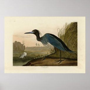 Póster Blue Crane, Heron, de los pájaros de América de Au