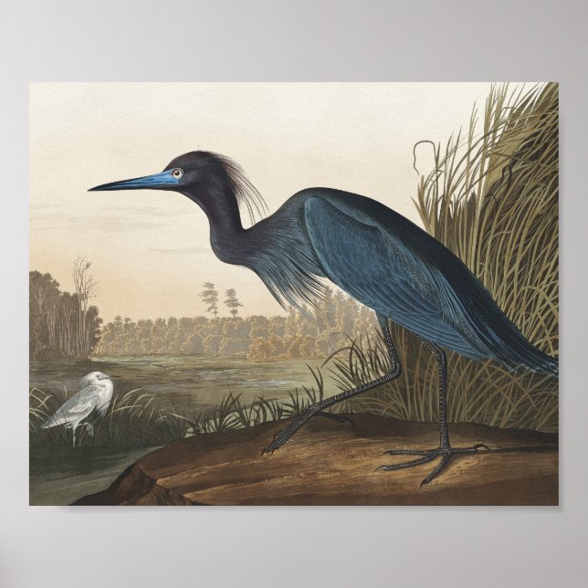 Póster Blue Crane or Heron from Birds of America (Frente)