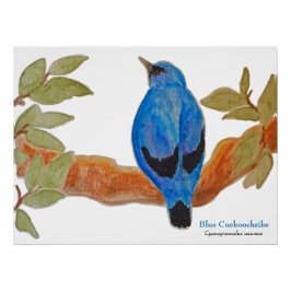 Póster Blue Cuckooshrike en Branch Watercolor Bird