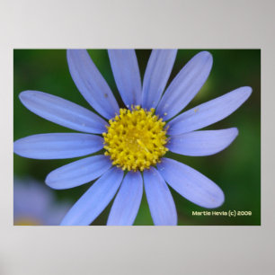 Póster Blue Daisy