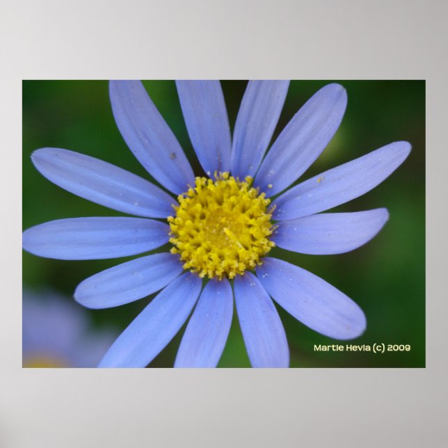 Póster Blue Daisy (Frente)