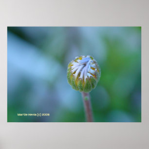 Póster Blue Daisy Bud