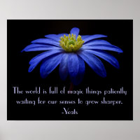 Blue Daisy con la cita de Yeats