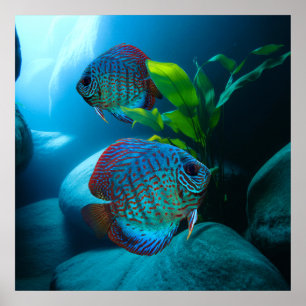 Póster Blue Discus Fish Aquarium Fish Tank Art
