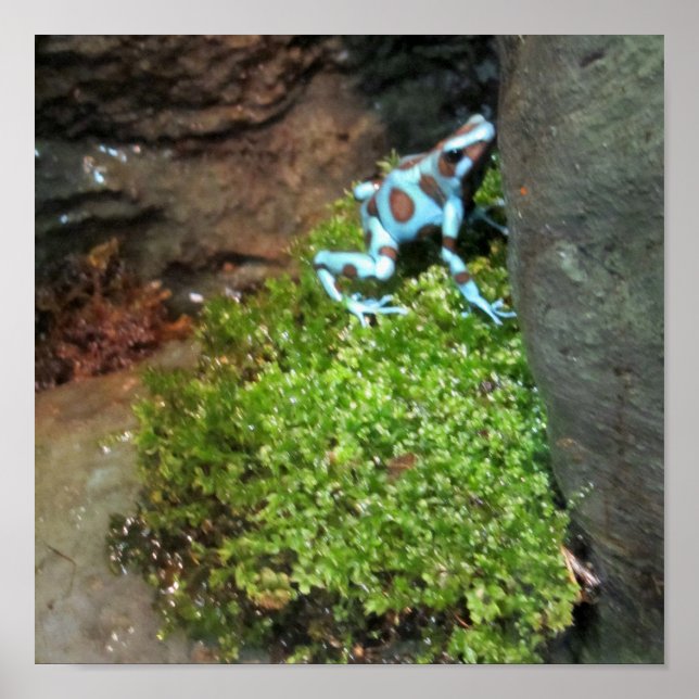 Póster Blue Dotted Dart Frog (Frente)