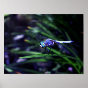 Póster Blue Dragonfly