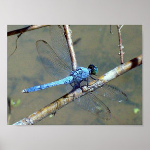 Póster Blue DragonFly 2