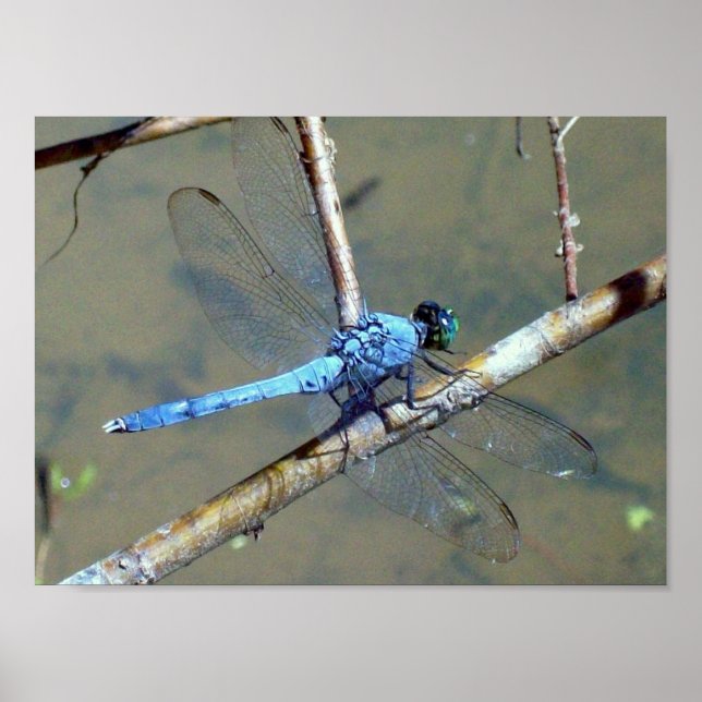 Póster Blue DragonFly 2 (Frente)