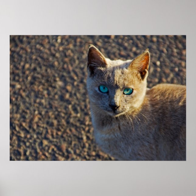Póster Blue Eyed Cat (Frente)